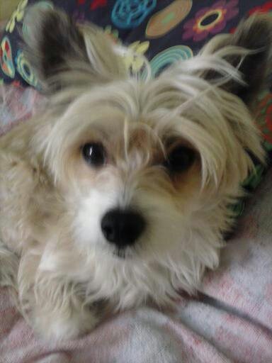 Hola me llamo PUPI y soy la preferida de mi amito,duermo hasta con el en la misma cama,y soy tan buena que ni me muevo en toda la noche,para no molestar a mi amito. Hola me llamo PUPI y soy la preferida de mi amito,duermo hasta con el en la misma cama,y soy tan buena que ni me muevo en toda la noche,para no molestar a mi amito.